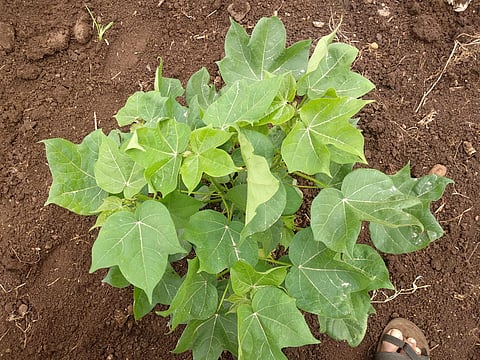 cotton crop