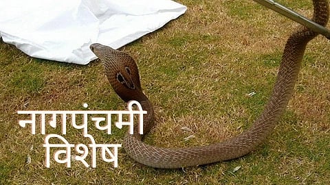 Snake