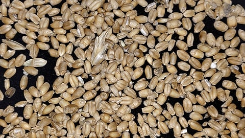 Wheat