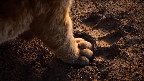 lion