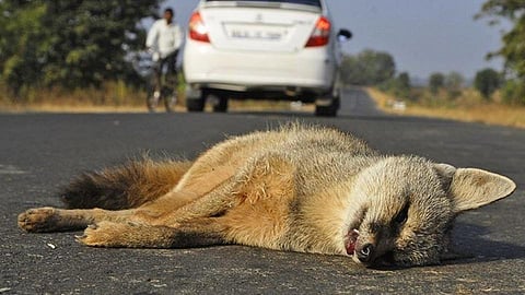 Animal Accident