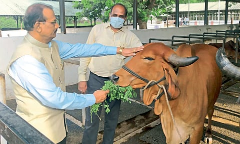 पुण्यात साकारतेय देशी गाय संशोधन केंद्र
