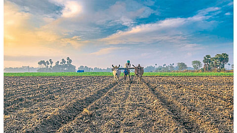 Farmer