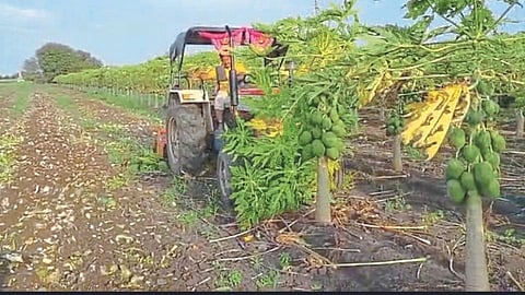 papaya