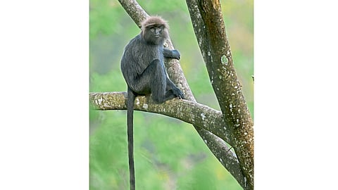 Monkey