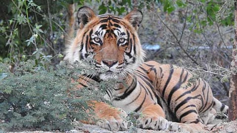 Tiger