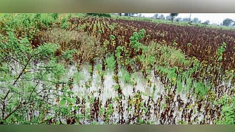 ग्राऊंड रिपोर्ट: अतिवृष्टीच्या पुरात ‘हिरवं स्वप्न’ही गेलं वाहून