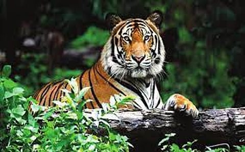 tiger