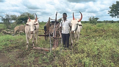 संसाराला "सर्जा-राजा'चा हातभार! वडिलांनंतर बालपणापासून मुलाने सांभाळली बैलजोडी