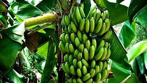 उजनी परिसरात केळीचे मोठे उत्पादन! संशोधन उपकेंद्राची गरज