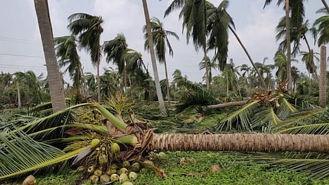 Coconut Tree