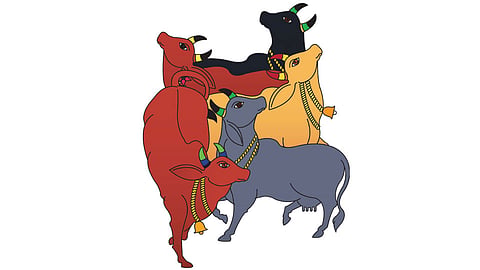Cow