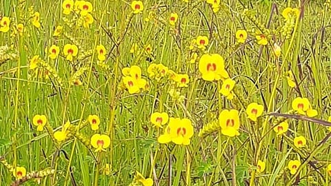 स्मिथिया (कवला )