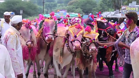 बैलांप्रती कृतज्ञता व्यक्त करणारा सण पोळा; जाणून घ्या महत्त्व