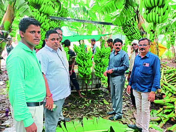 Banana Export