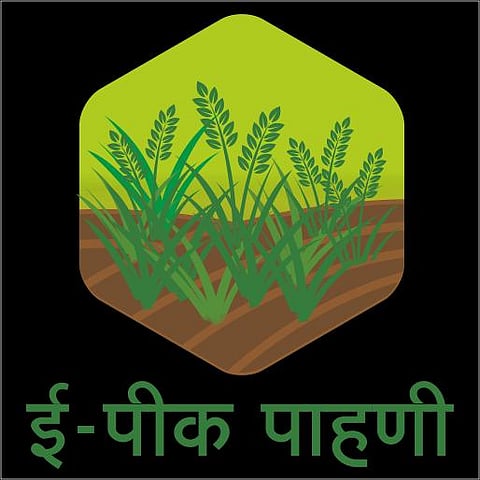 Hingoli : शेतकऱ्यांनो, ई-पीक पेऱ्याची ३१ ऑगस्टपूर्वी नोंद करा
