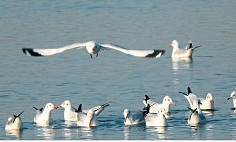 World Tourism Day 2021 :‘उजनी’तील पक्ष्यांचे होणार टॅगिंग