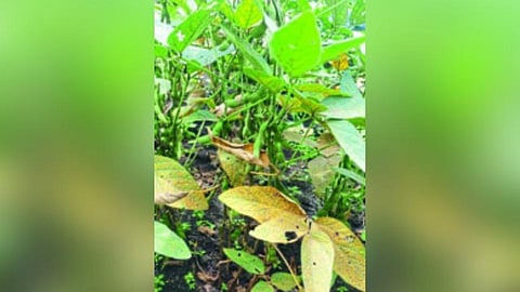 सोयाबीनवर तांबेऱ्याचा प्रादूर्भाव; शेतकऱ्यांमागे संकटांची मालिका