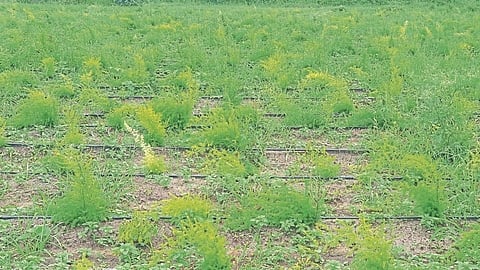 asparagus