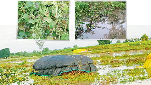 Soybean