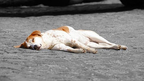 Dog
