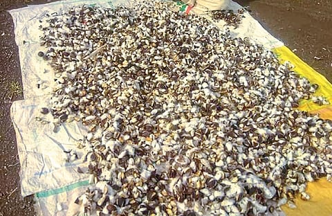 cotton