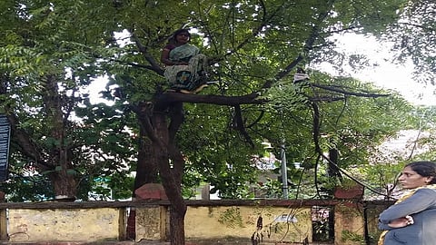 बीड - न्यायासाठी पत्नीनेही कार्यालयाचे उंबरठे झिजवले तरीही कोणी दाद देईना म्हणून उपोषणाला बसूनही कोणी लक्ष देत नसल्याने अखेर महिला झाडावर चढल्याची घटना मंगळवारी (ता.पाच) जिल्हाधिकारी कार्यालयासमोर (Beed) घडली.