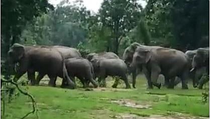 elephant