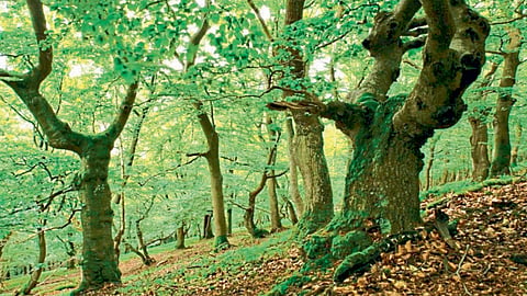 Forest