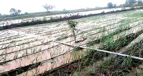 Barshi taluka