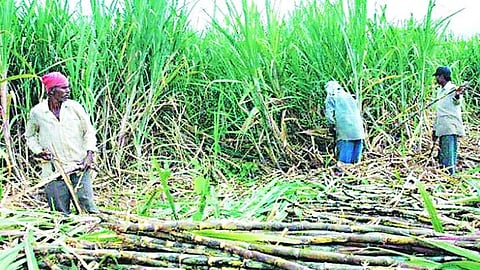 sugar cane Workers