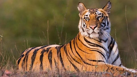 tiger