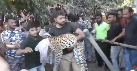 सावंगी रुग्णालयात शिरला बिबट; पाच तासांच्या प्रयत्नानंतर जेरबंद