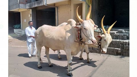 Bullock