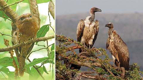 Vulture