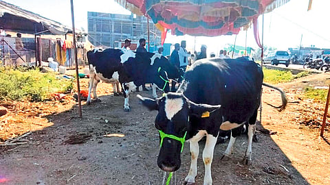 Cow