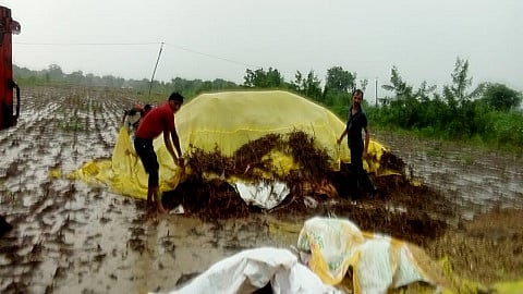 Hingoli Crop insurance