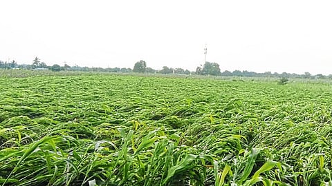 heavy rains in newase taluka caused severe damage to crops