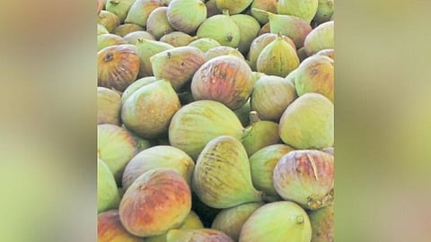 anjeer