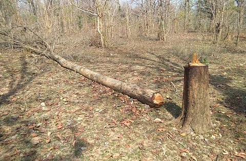 Teak Tree Cut