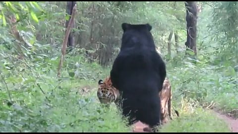 tiger-bear video