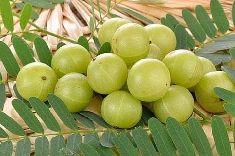 आवळा