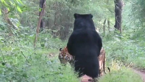 tadoba