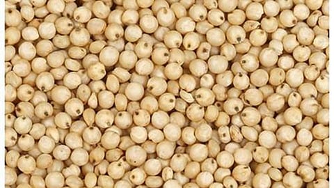 Jowar