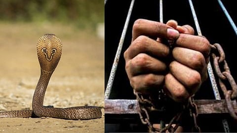 five arrested for killing a man using Cobra snake for Rs 37 crore insurance crime news