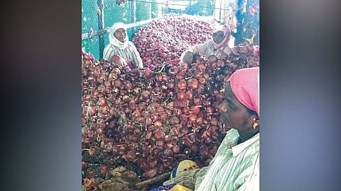onion prices began to rise preparations for onion sale have started