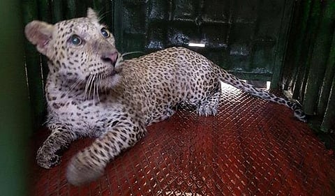 aarey colony leopard