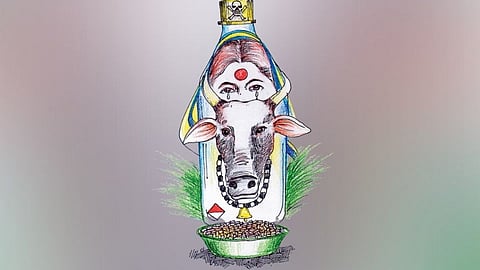 गाय म्हणजे मायचं! तिला विष का पाजलं!