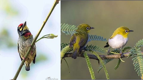 Birds News