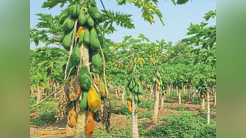 Karad : शेतकऱ्यांवर पपई फुकट वाटण्याची वेळ